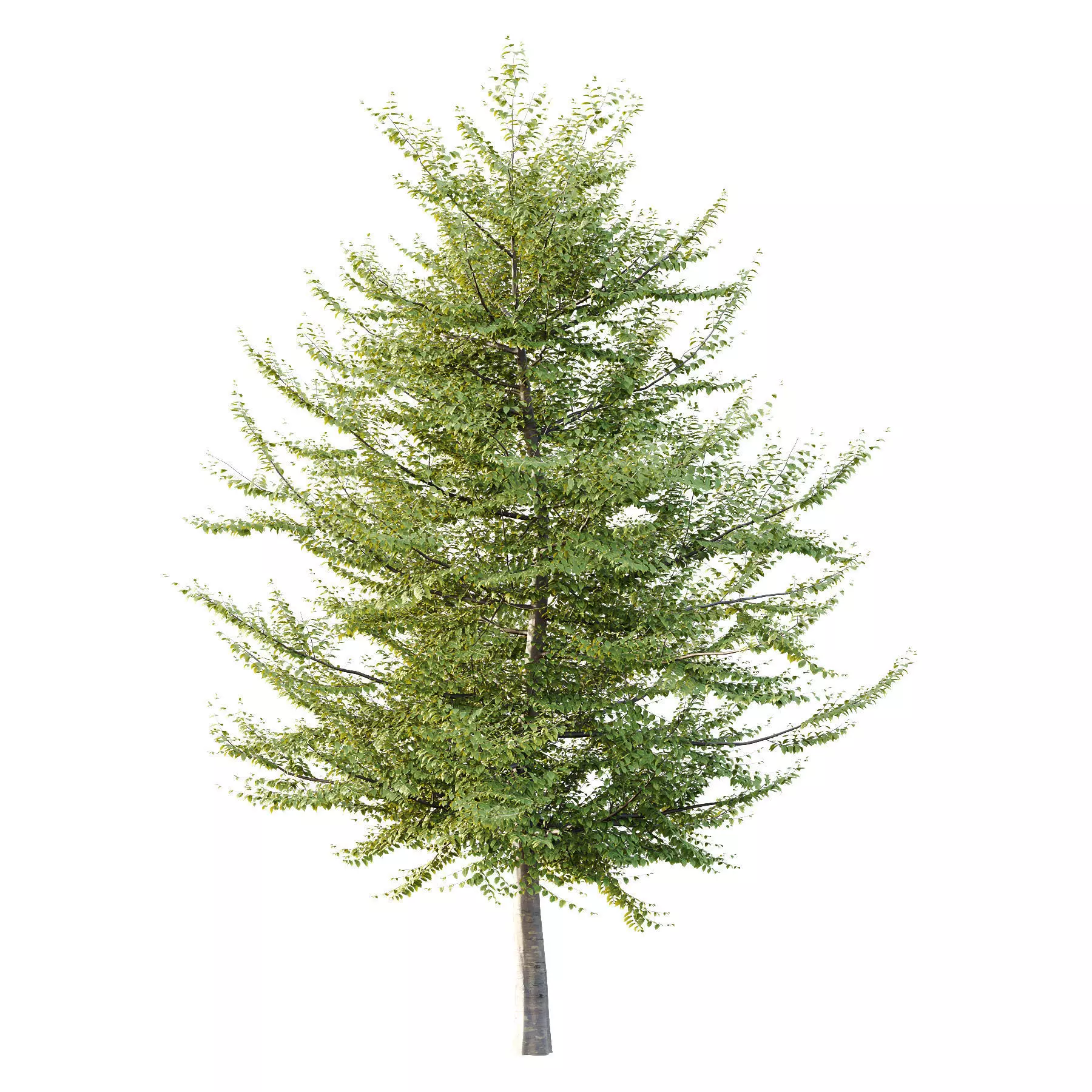 Excellent collection of Tree plants 13 Different Models 0013 _17