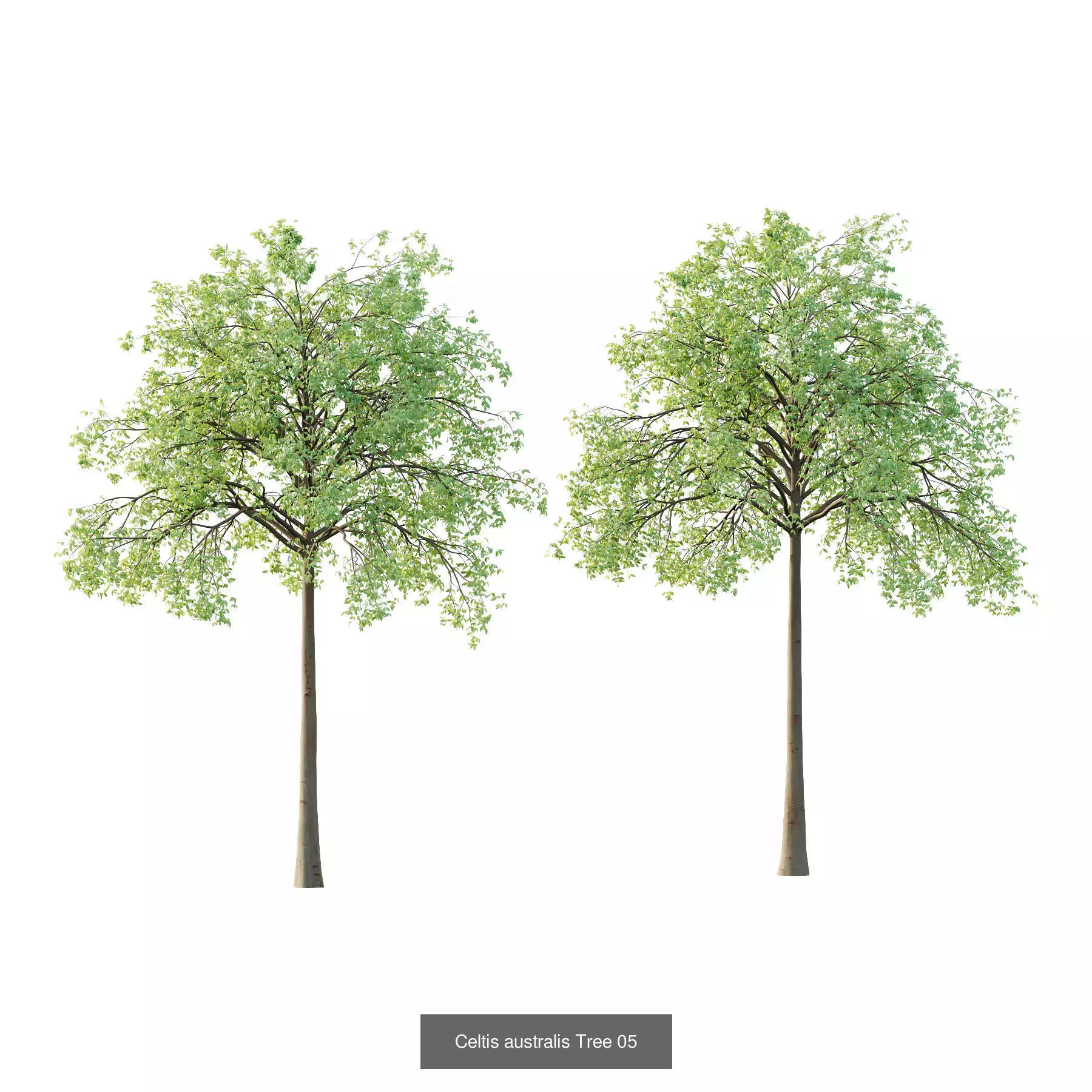 Excellent collection of Tree plants 13 Different Models 0013 _7