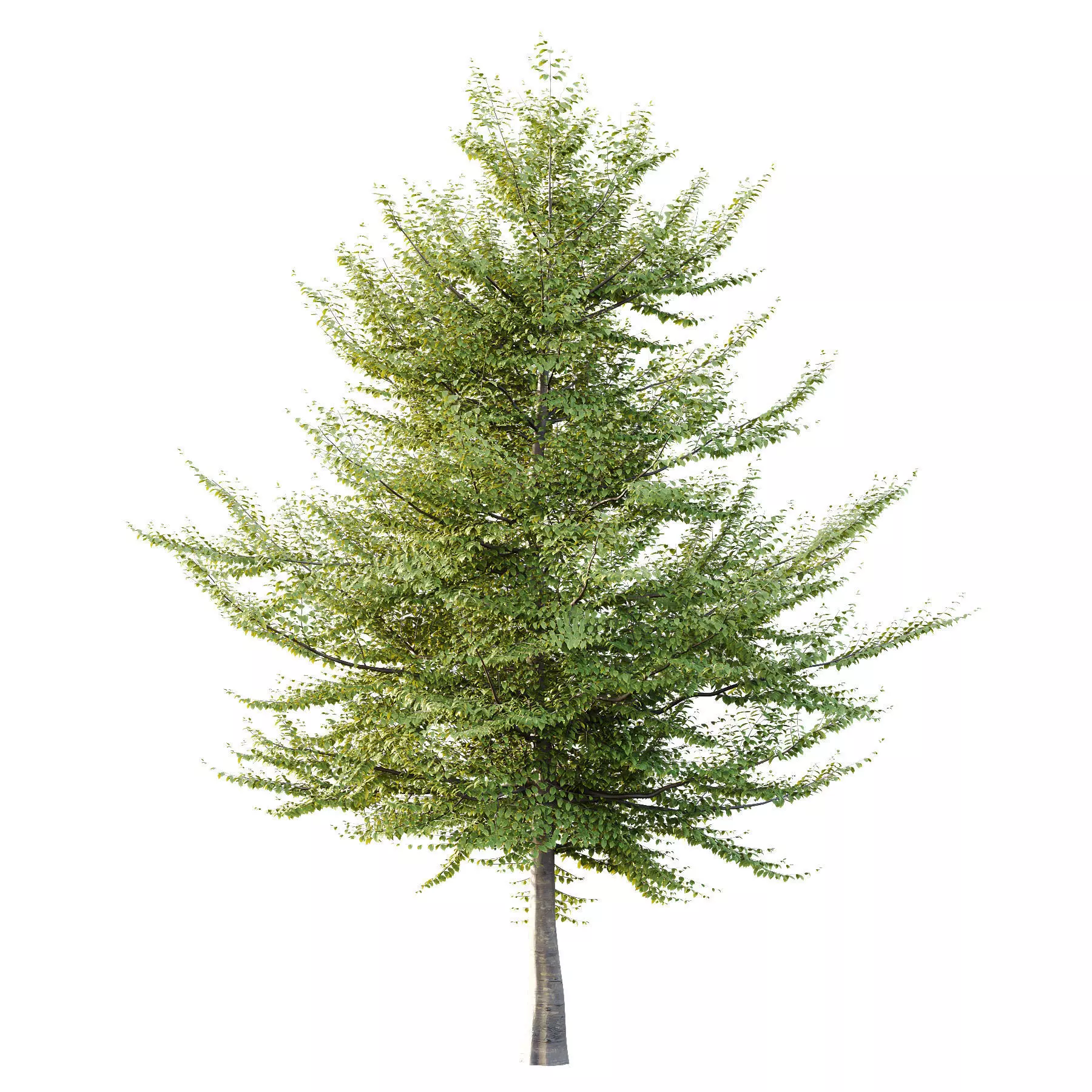 Excellent collection of Tree plants 13 Different Models 0013 _18