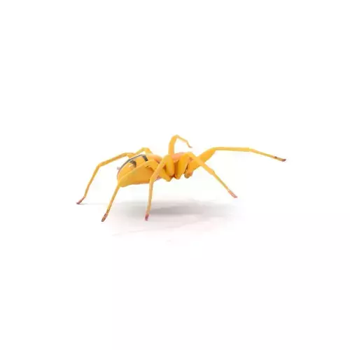 Golden Crab Spider model pack Low-poly 3D model