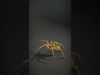 Golden Crab Spider model pack Low-poly 3D model_2