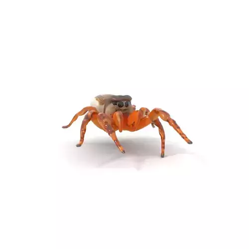 Rustic Jumping Spider model pack Low-poly 3D model