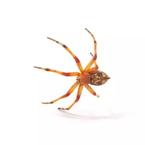 Desert Arachnid model pack Low-poly 3D model
