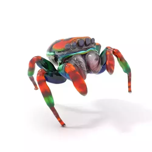 Vibrant Jumping Spider model pack