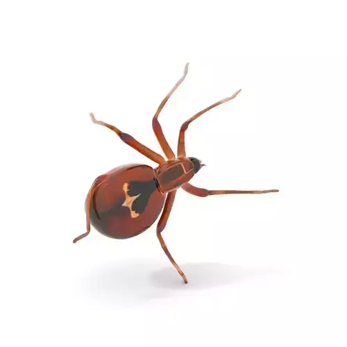 Brown Spider model pack Low-poly 3D model