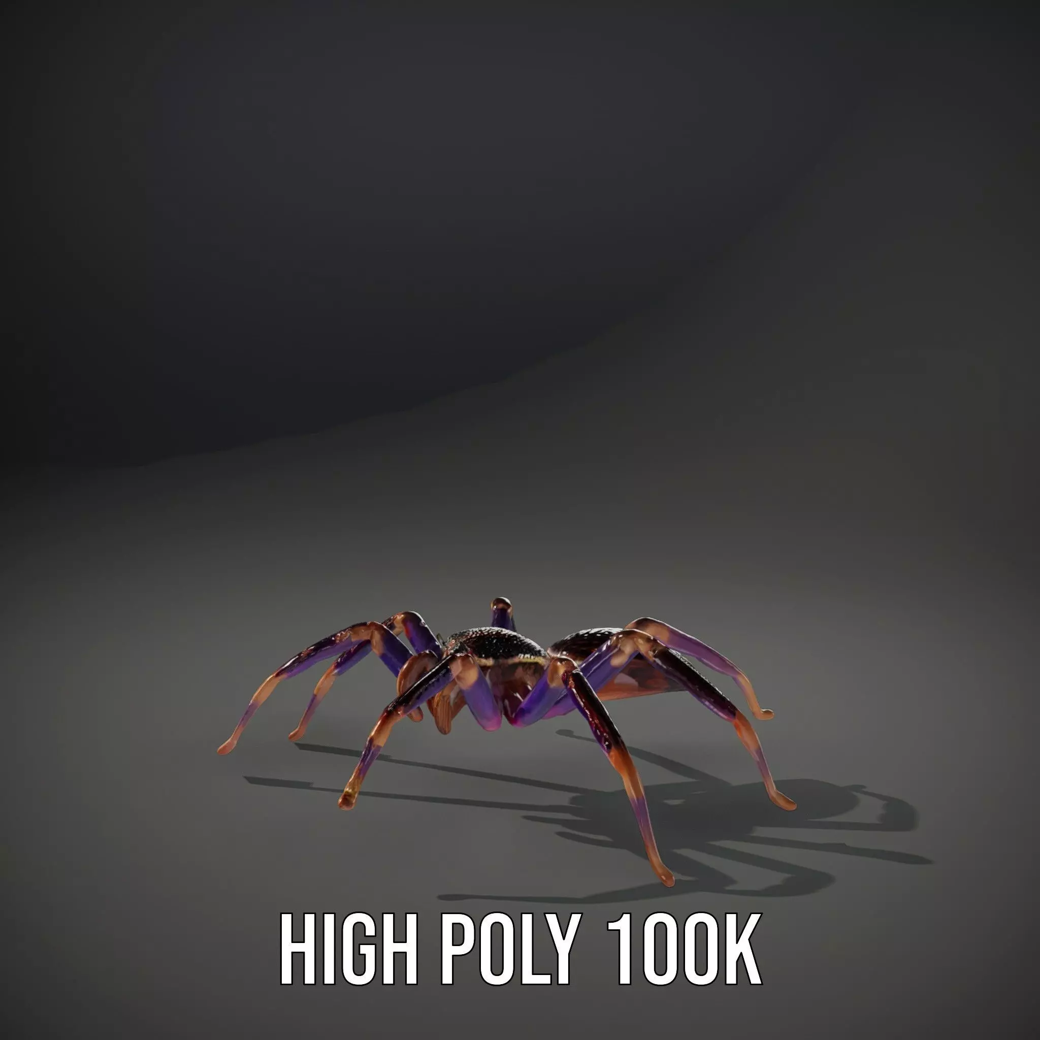 Vibrant Jungle Spider model pack Low-poly 3D model_11