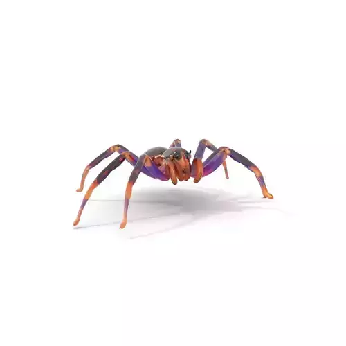 Vibrant Jungle Spider model pack