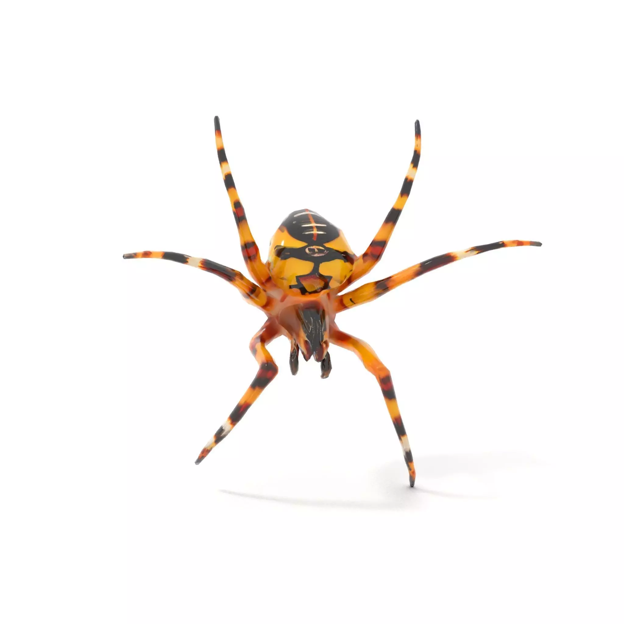 Vibrant Spider model pack Low-poly 3D model_10