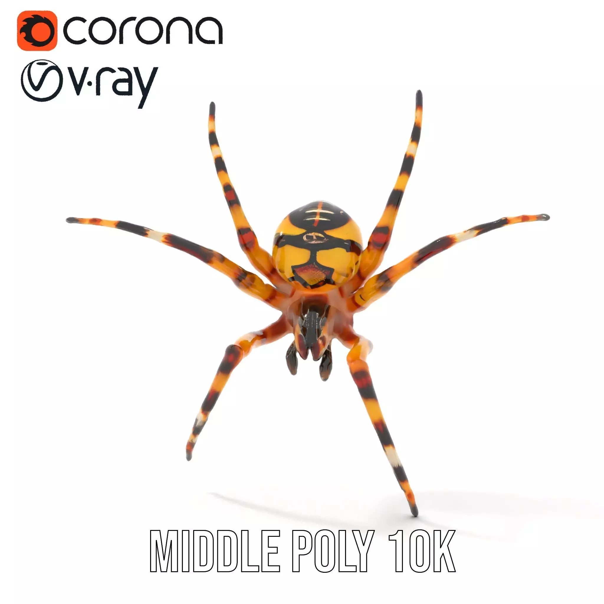 Vibrant Spider model pack Low-poly 3D model_12
