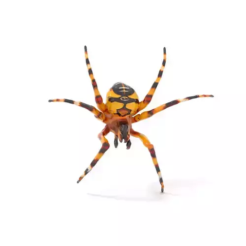 Vibrant Spider model pack