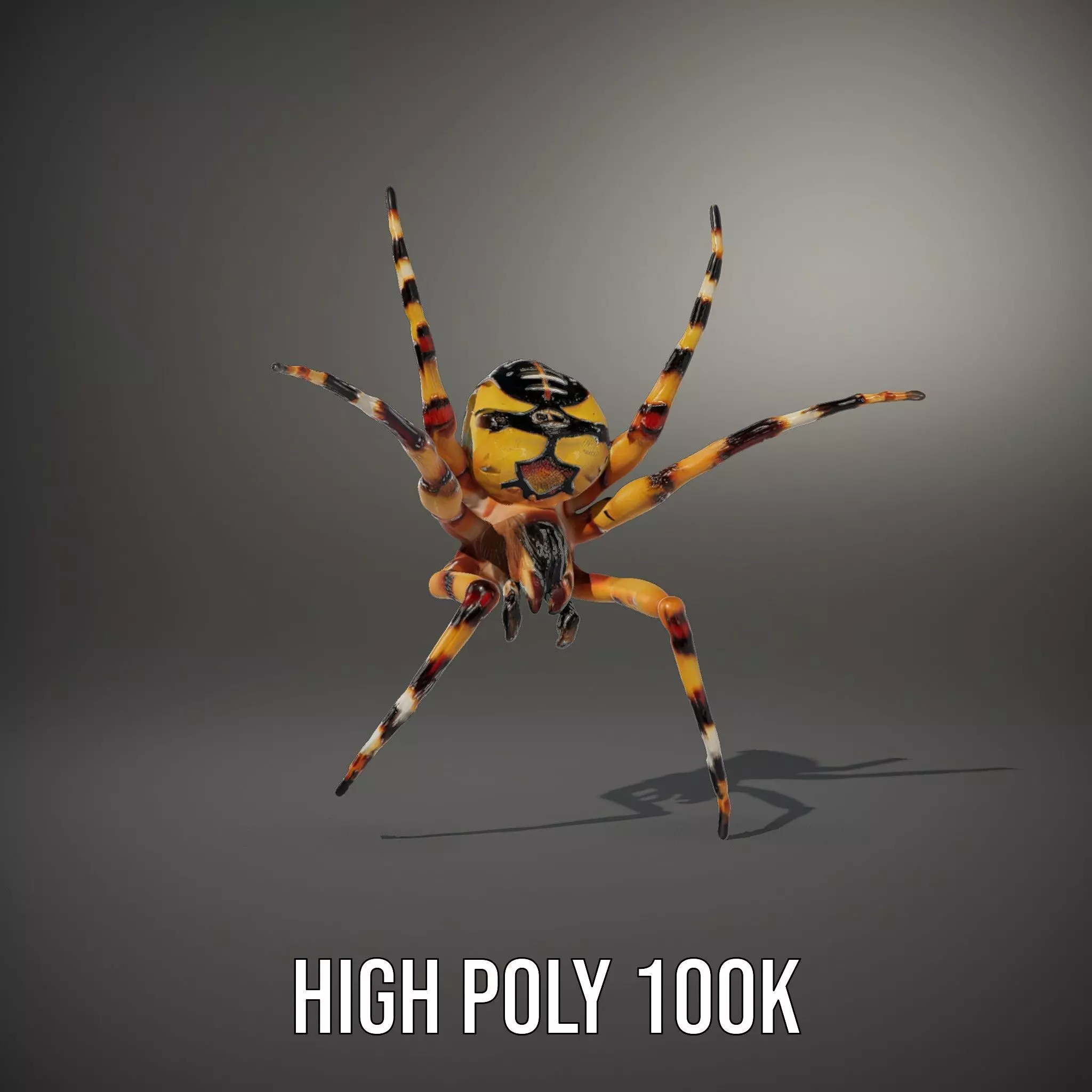 Vibrant Spider model pack Low-poly 3D model_9