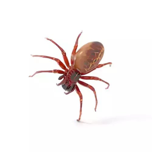 Detailed Spider Creature model pack Low-poly 3D model