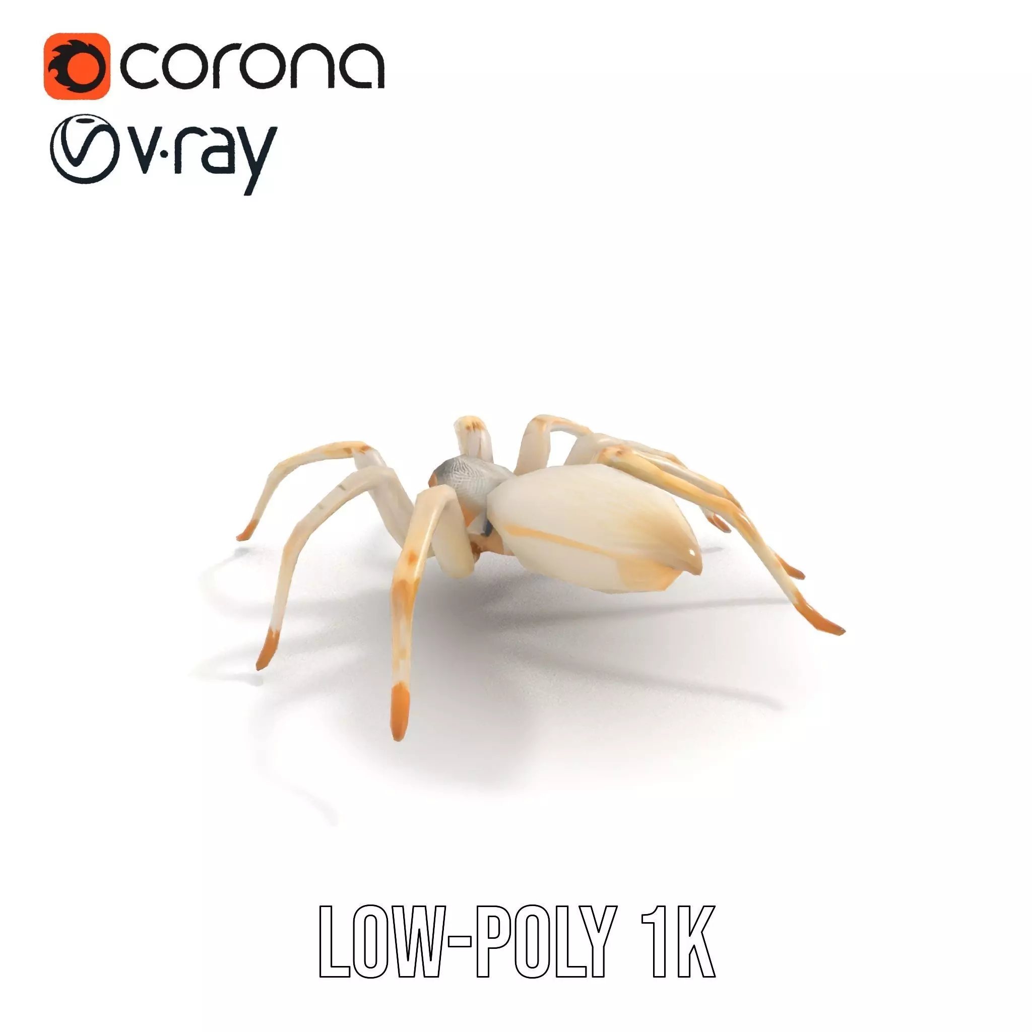 White Spider Arachnid model pack Low-poly 3D model_13