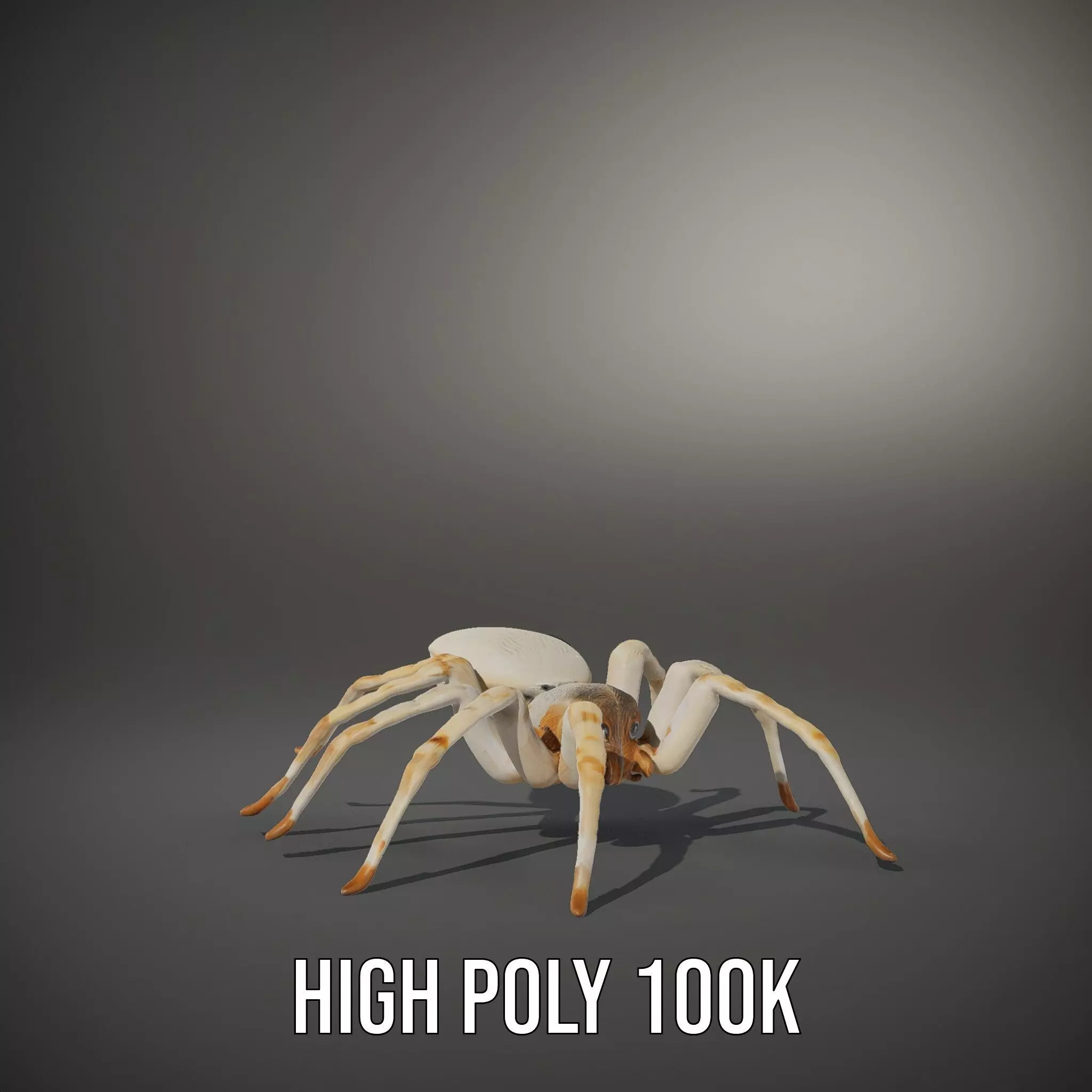 White Spider Arachnid model pack Low-poly 3D model_9