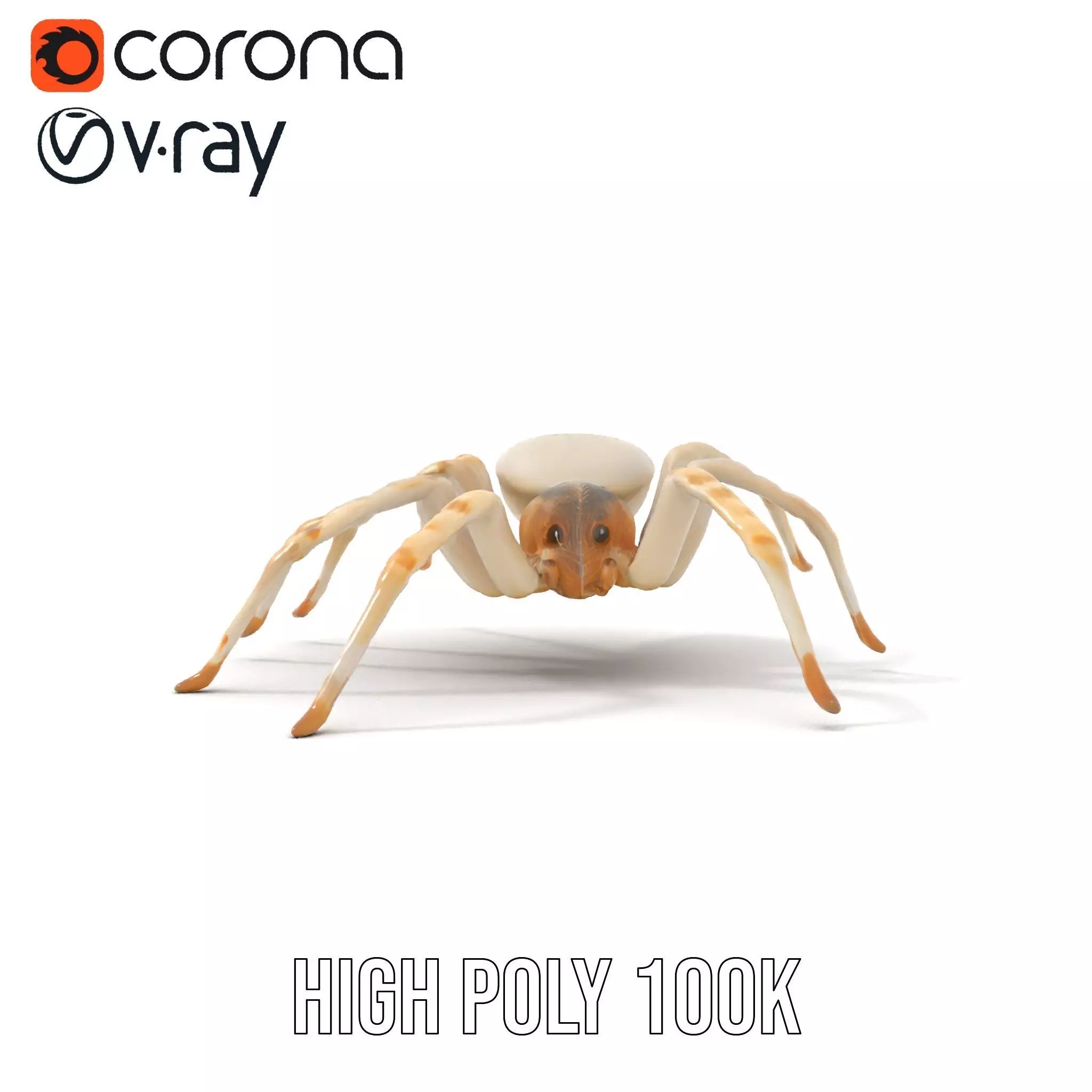 White Spider Arachnid model pack Low-poly 3D model_19