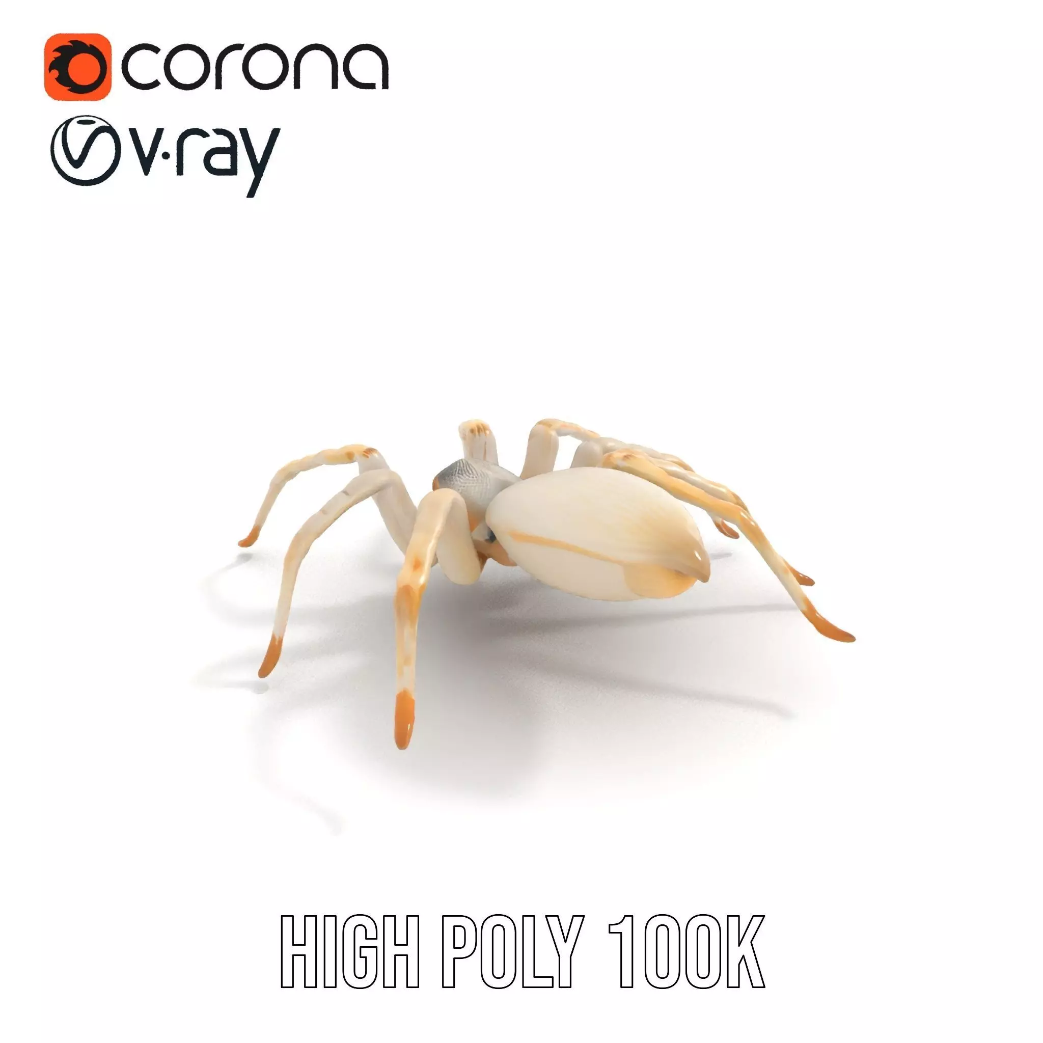 White Spider Arachnid model pack Low-poly 3D model_24