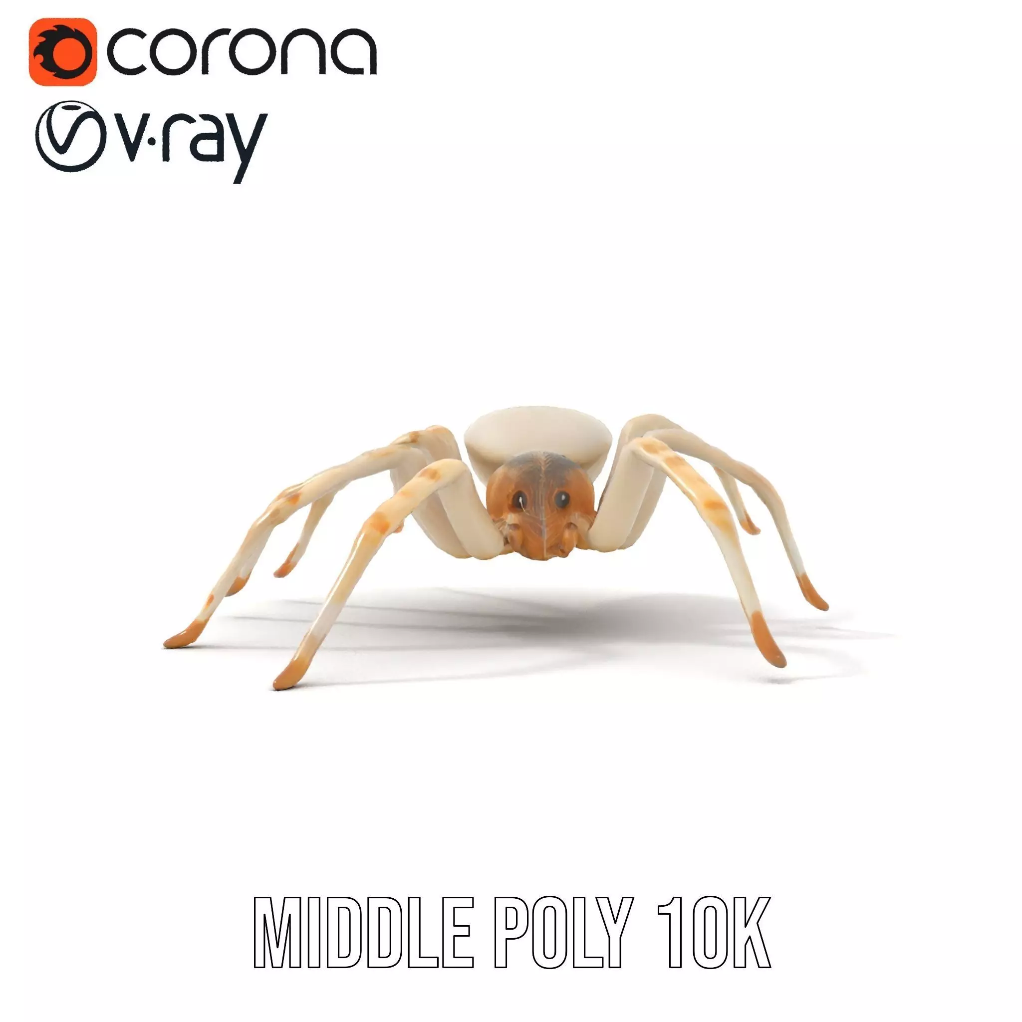 White Spider Arachnid model pack Low-poly 3D model_7
