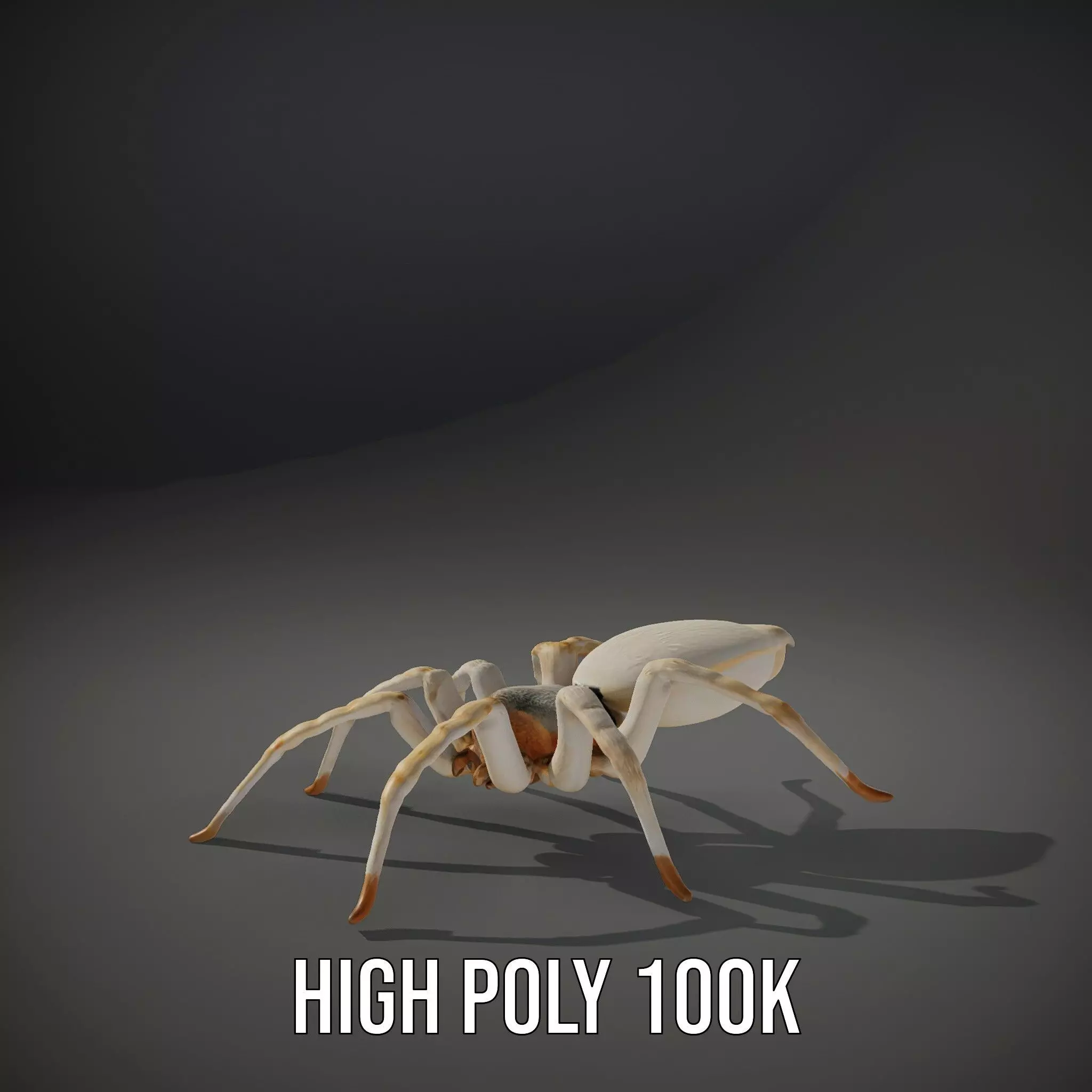 White Spider Arachnid model pack Low-poly 3D model_11