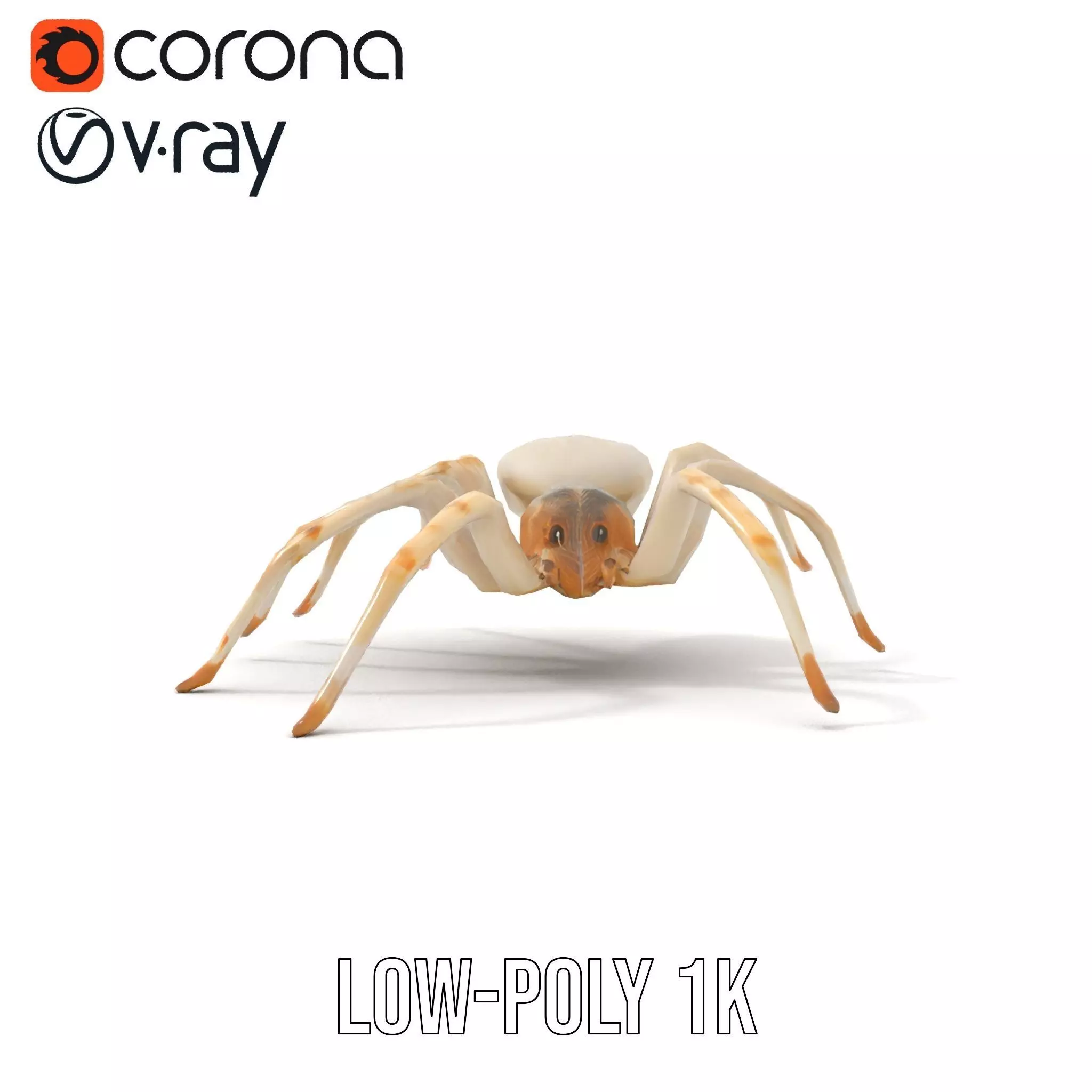 White Spider Arachnid model pack Low-poly 3D model_18