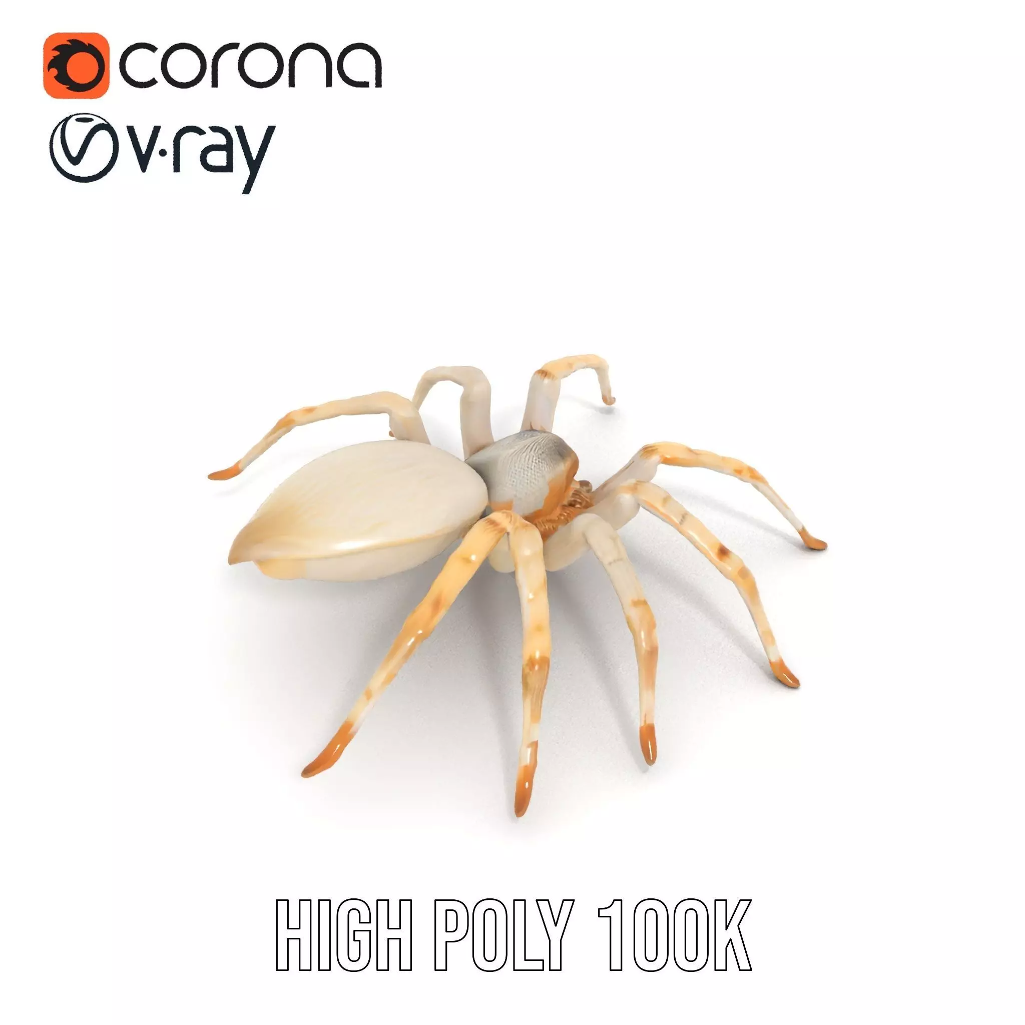 White Spider Arachnid model pack Low-poly 3D model_16