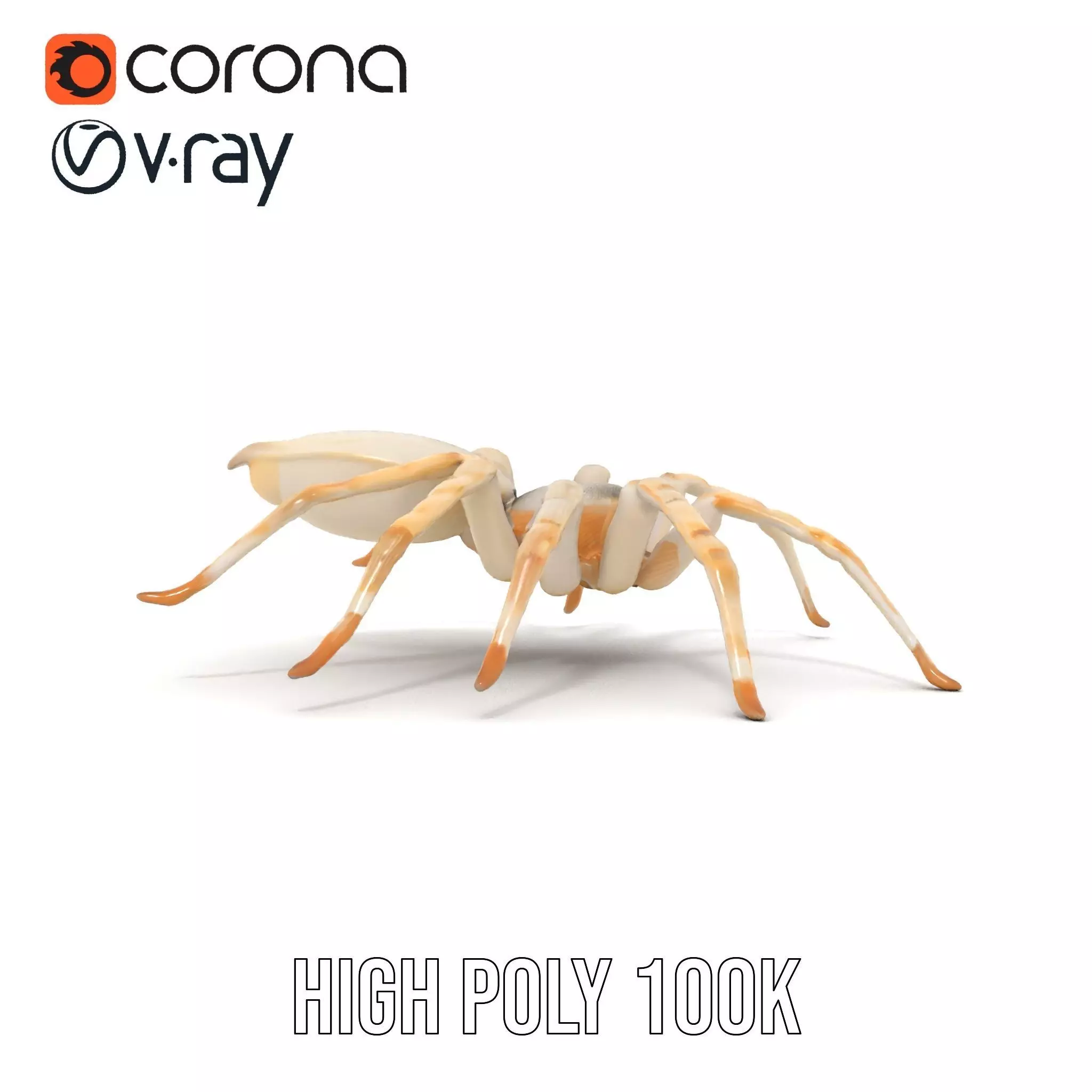 White Spider Arachnid model pack Low-poly 3D model_29