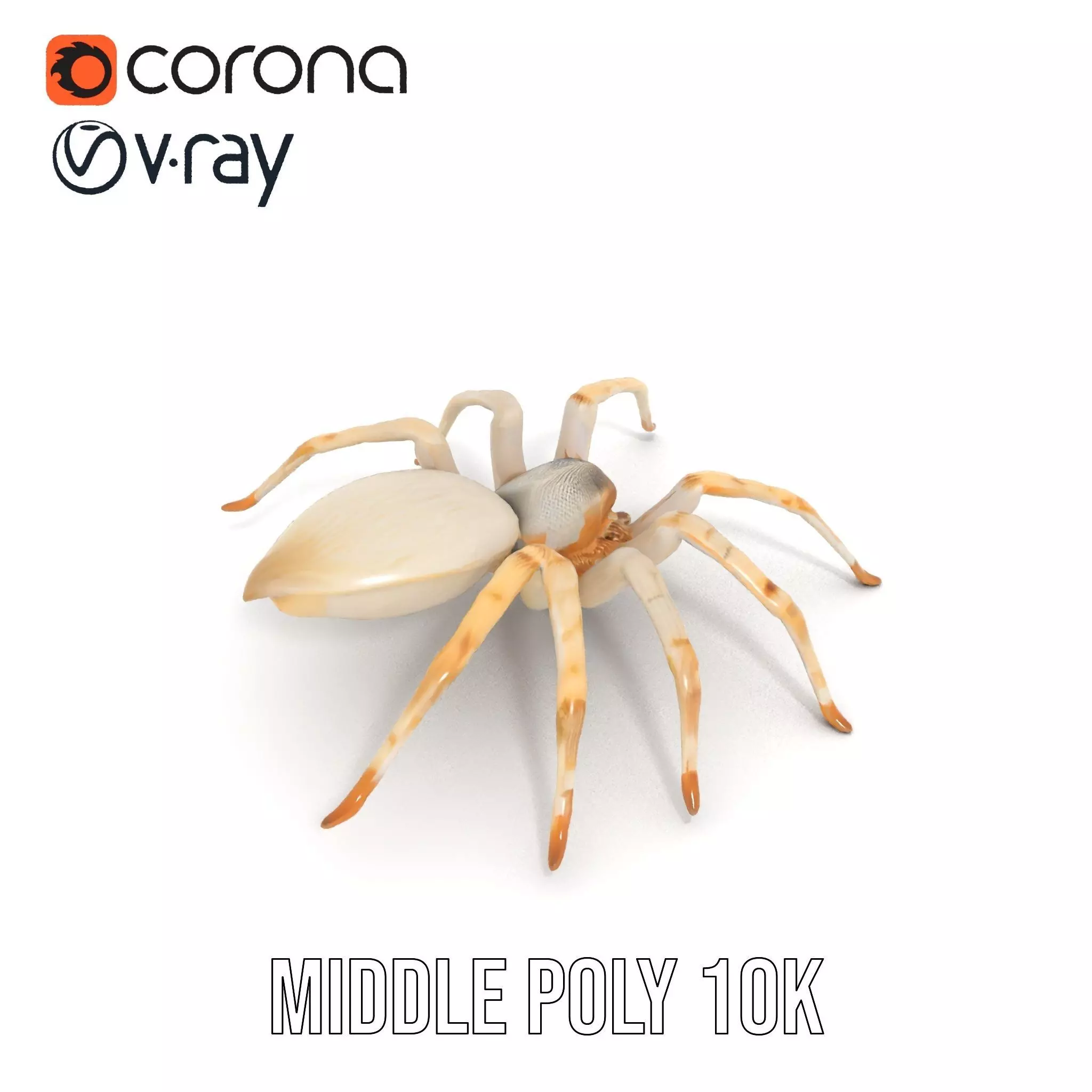 White Spider Arachnid model pack Low-poly 3D model_25