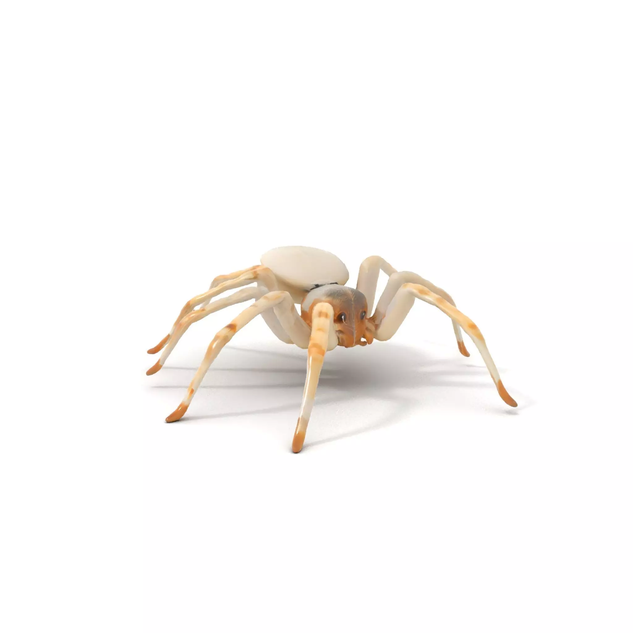 White Spider Arachnid model pack Low-poly 3D model_6