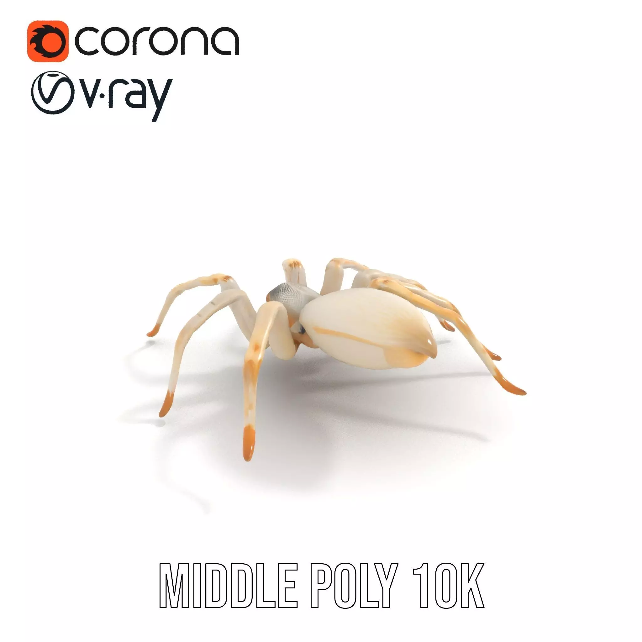 White Spider Arachnid model pack Low-poly 3D model_12