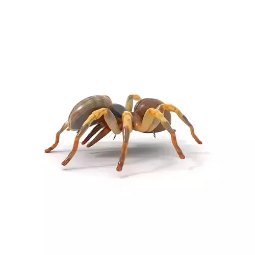 Desert Arachnid Creature model pack Low-poly 3D model