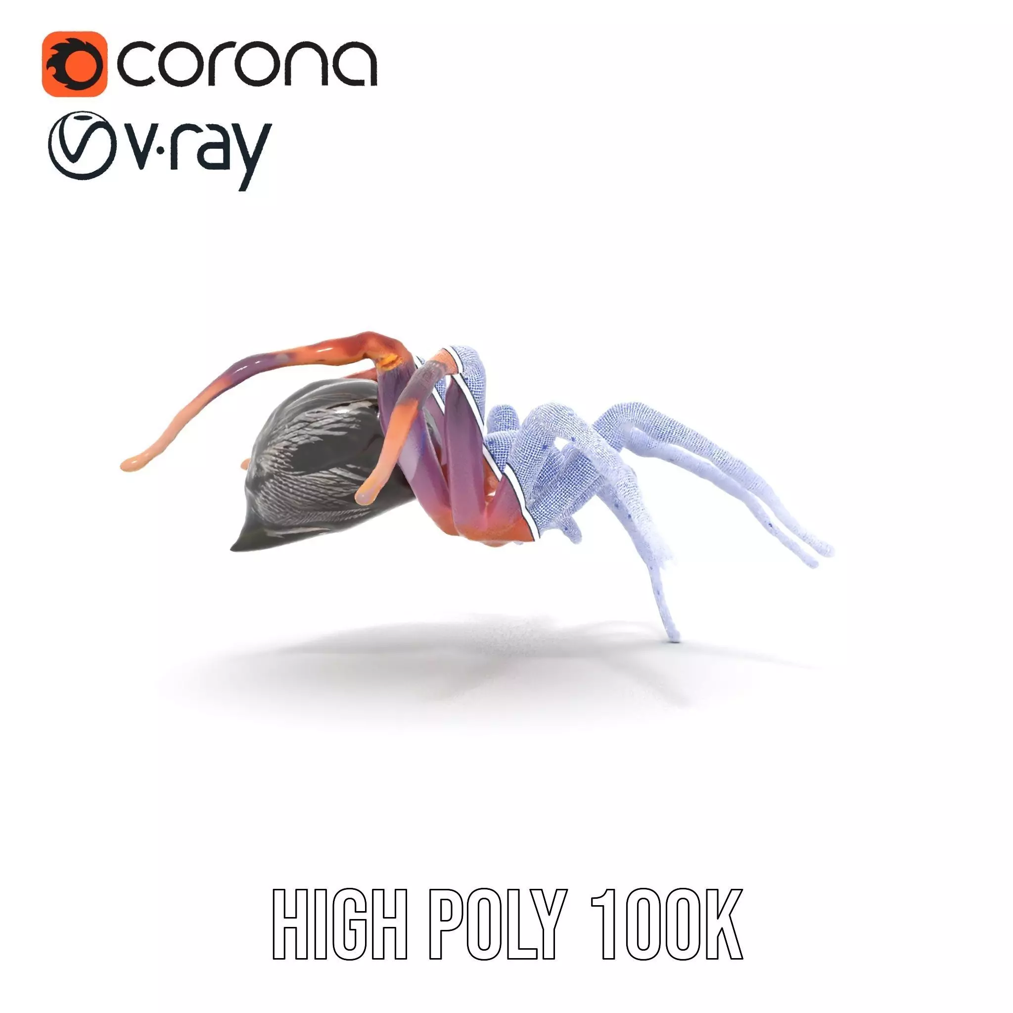 Vibrant Spider model pack Low-poly 3D model_34