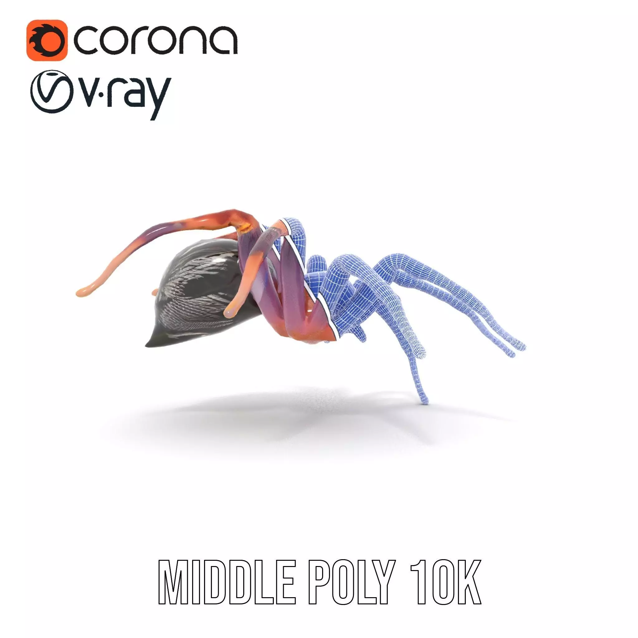 Vibrant Spider model pack Low-poly 3D model_30