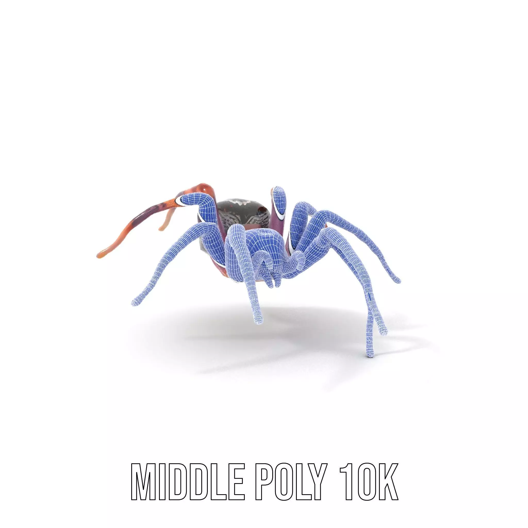 Vibrant Spider model pack Low-poly 3D model_14