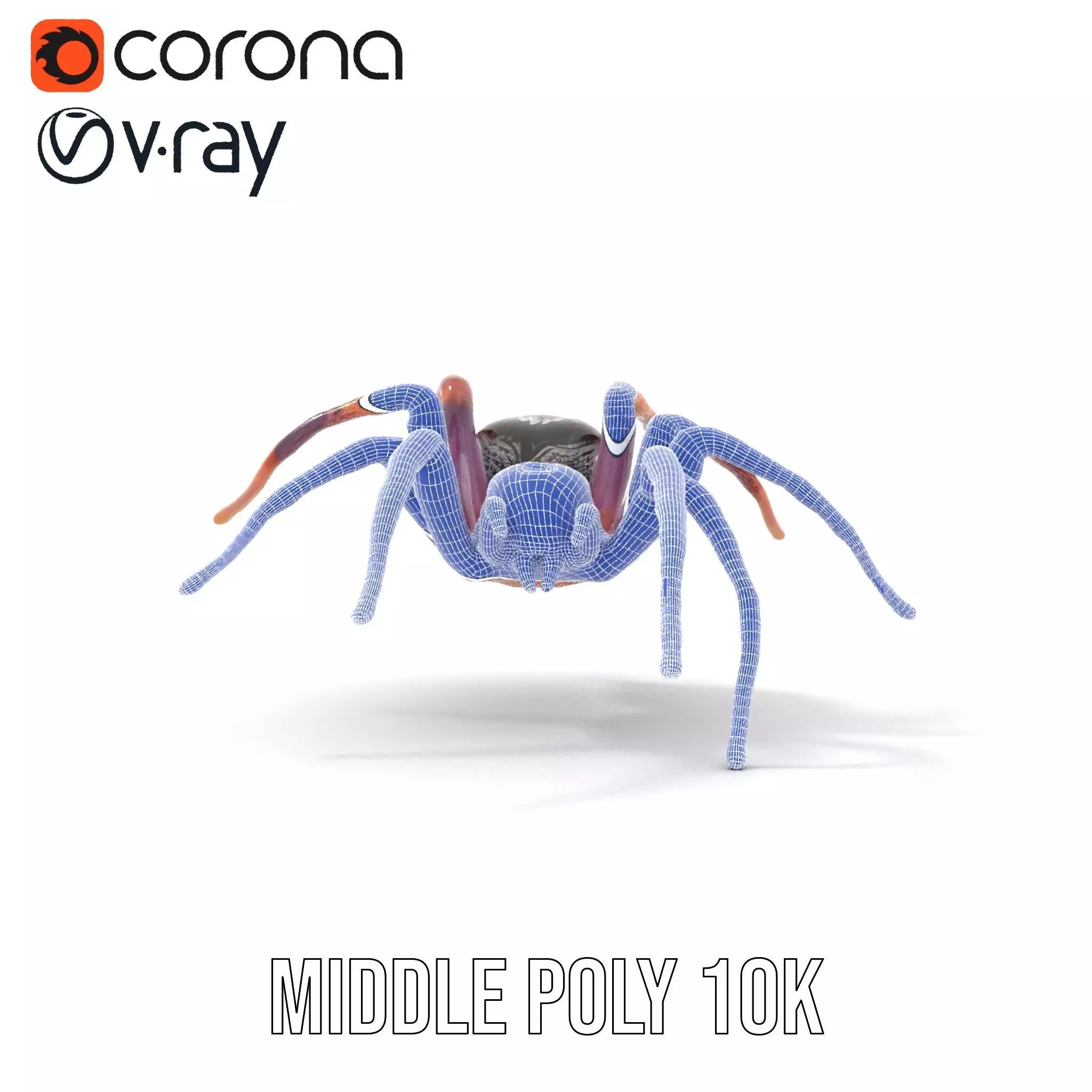 Vibrant Spider model pack Low-poly 3D model_24