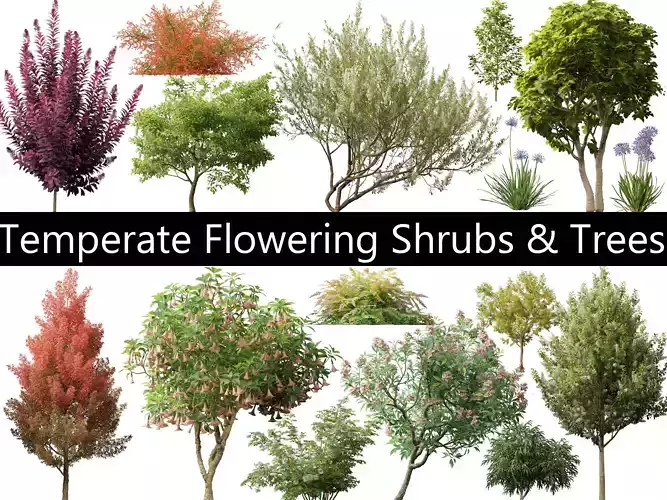Temperate Flowering Shrubs Trees Pack 54