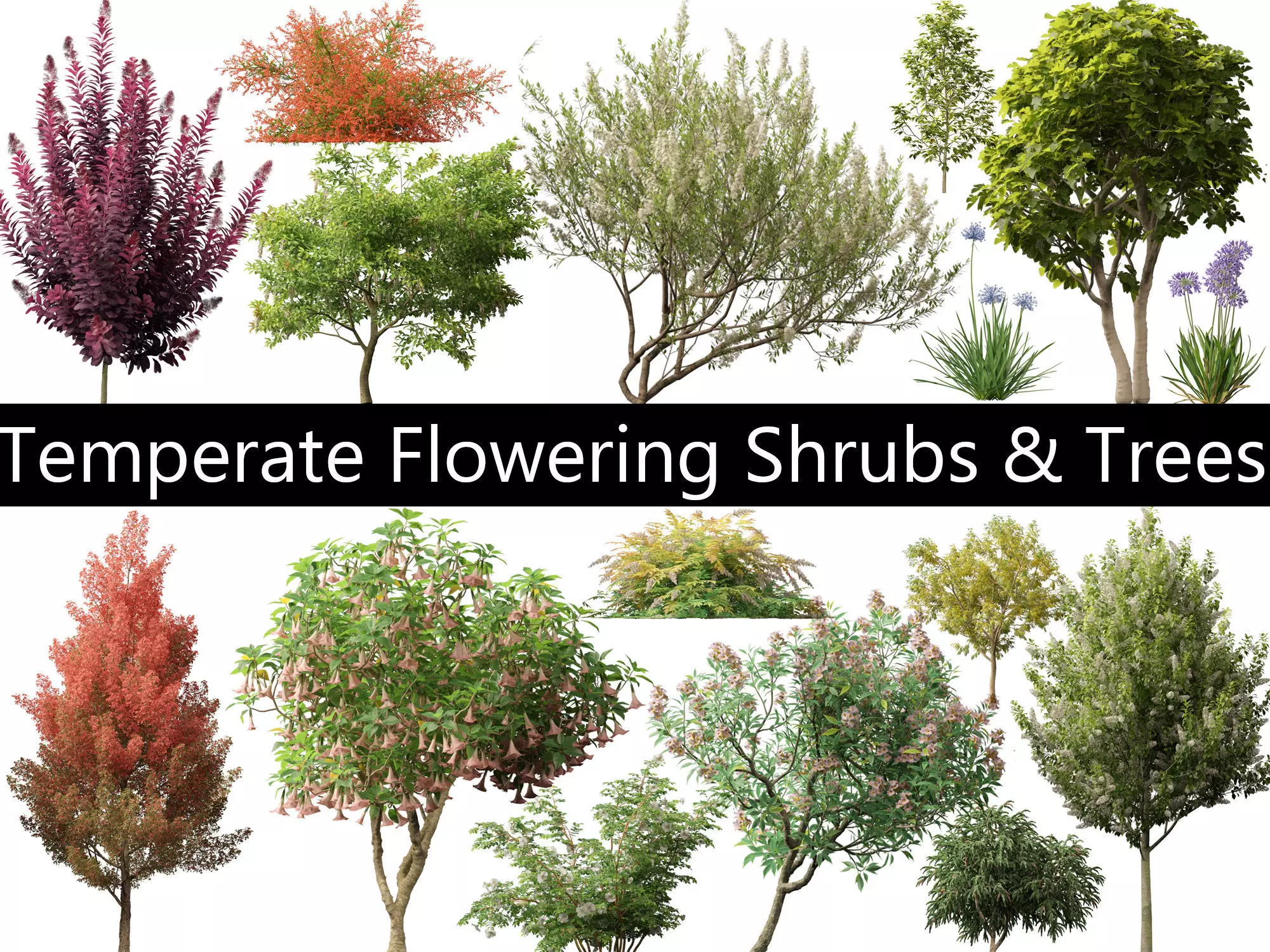 Temperate Flowering Shrubs Trees Pack 54 3D model