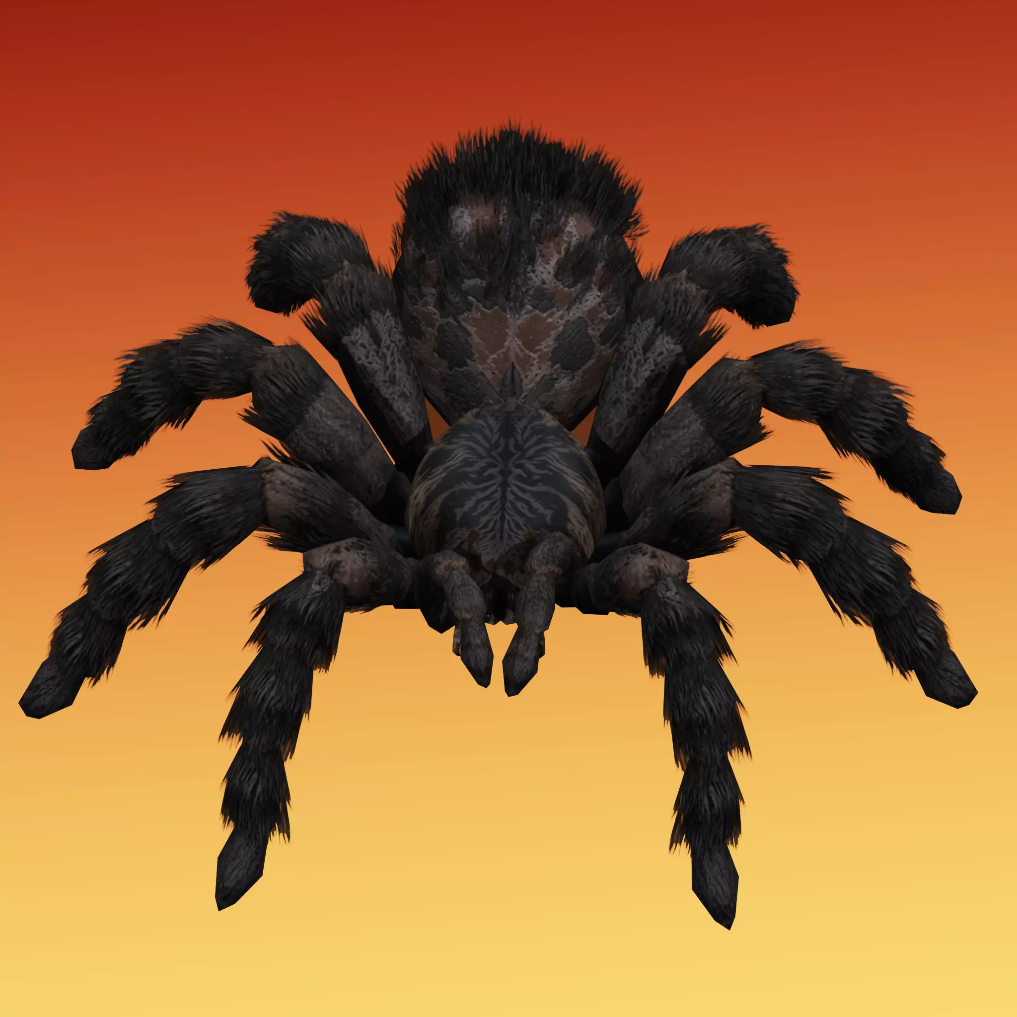 Spider Tarantula Low-poly 3D model_5
