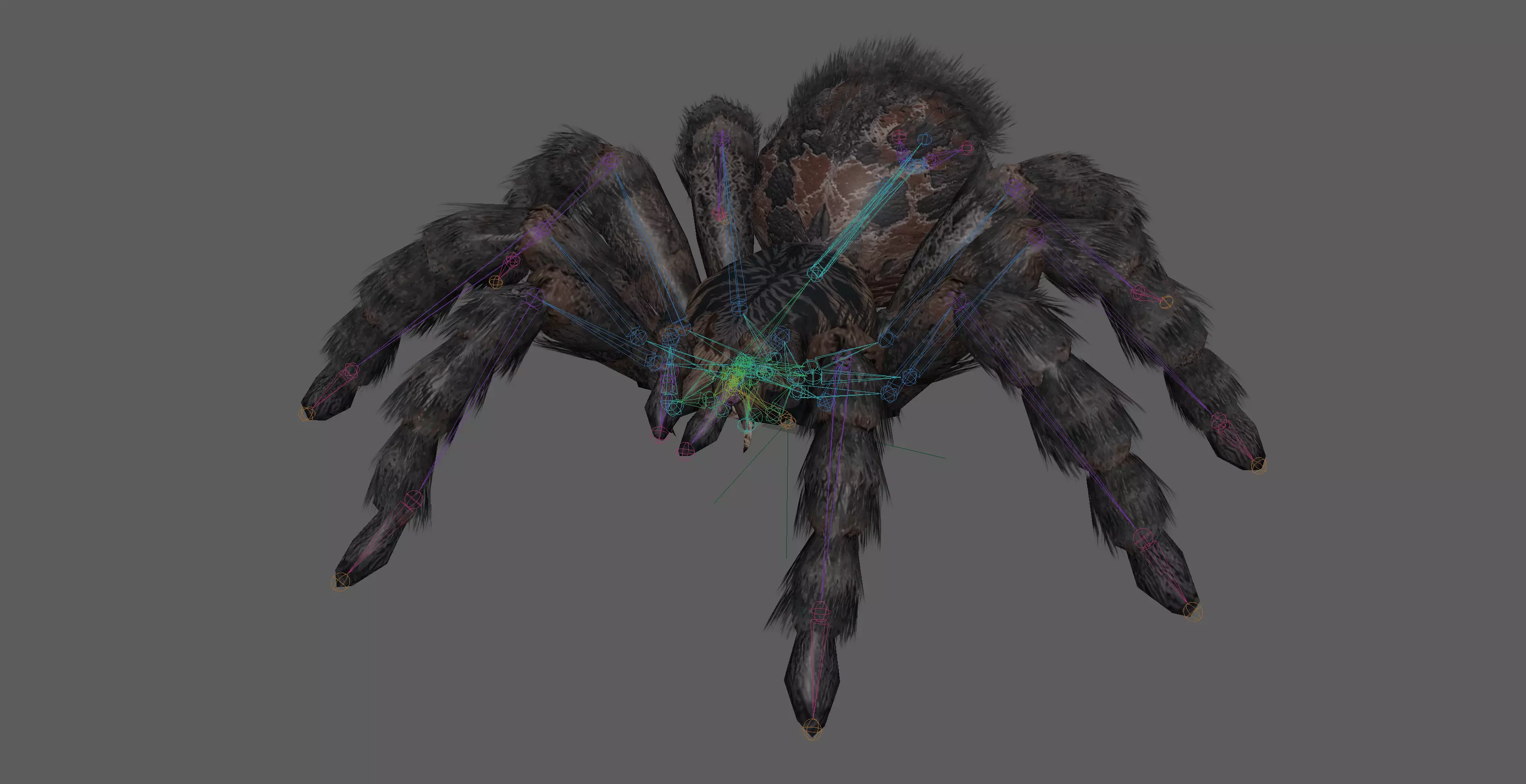 Spider Tarantula Low-poly 3D model_9