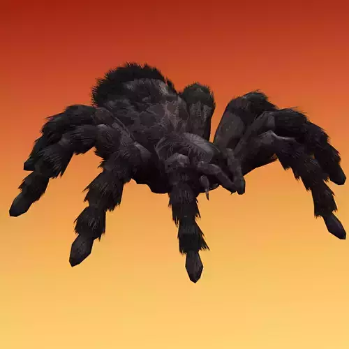Spider Tarantula