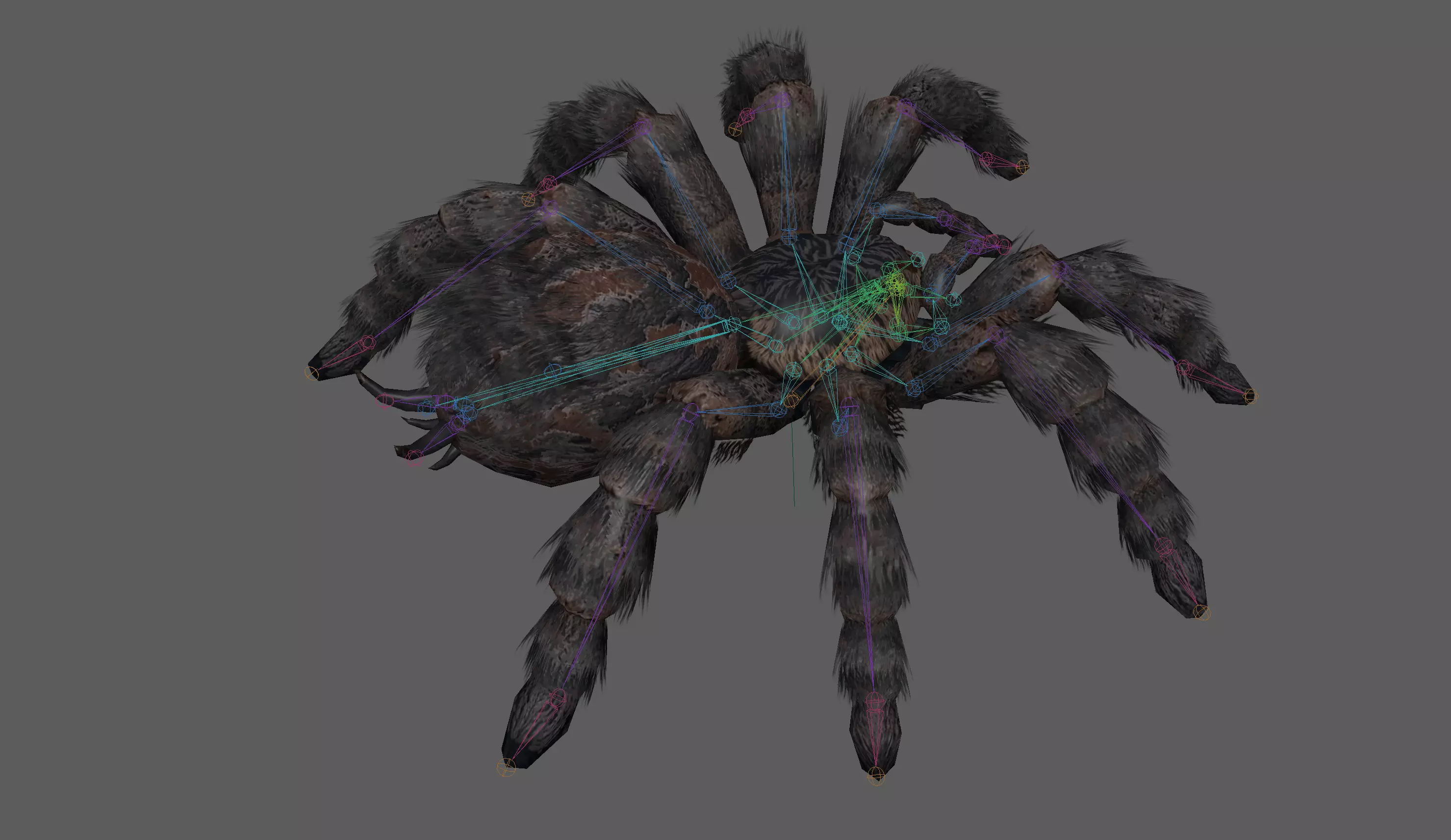 Spider Tarantula Low-poly 3D model_12