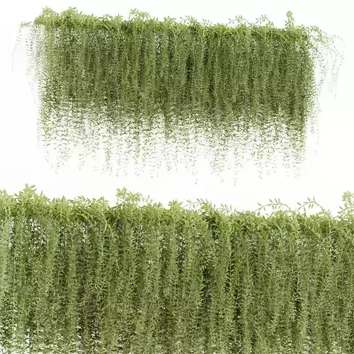 Curtain Creeper Plant Vol 322