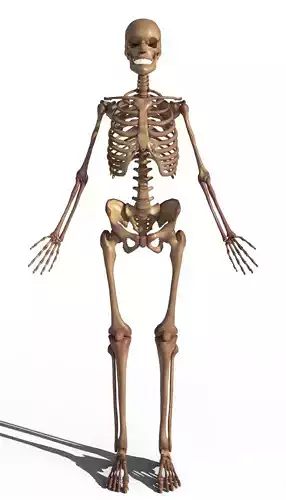 Male Skeletal System - Human Anatomy Blender