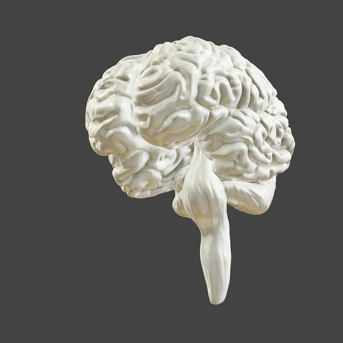 Printable accurate human brain 3D print model_5