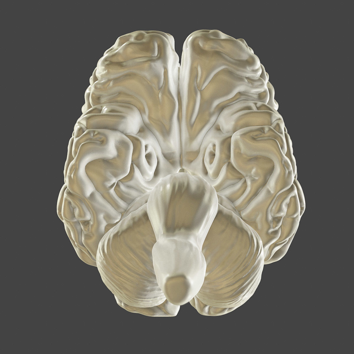 Printable accurate human brain 3D print model_7