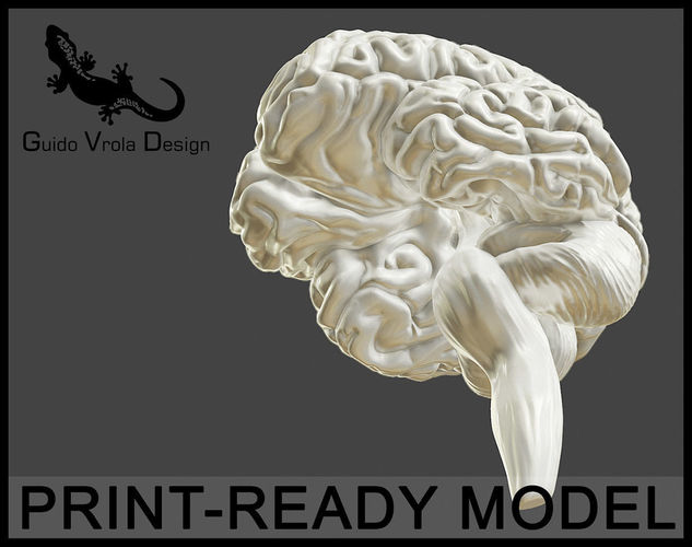Printable accurate human brain 3D print model