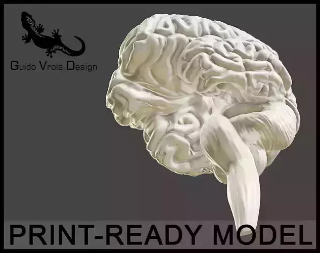 Printable accurate human brain 3D print model