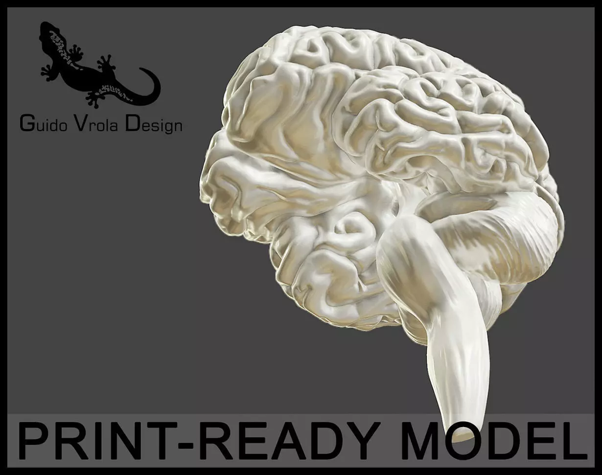 Printable accurate human brain 3D print model_0