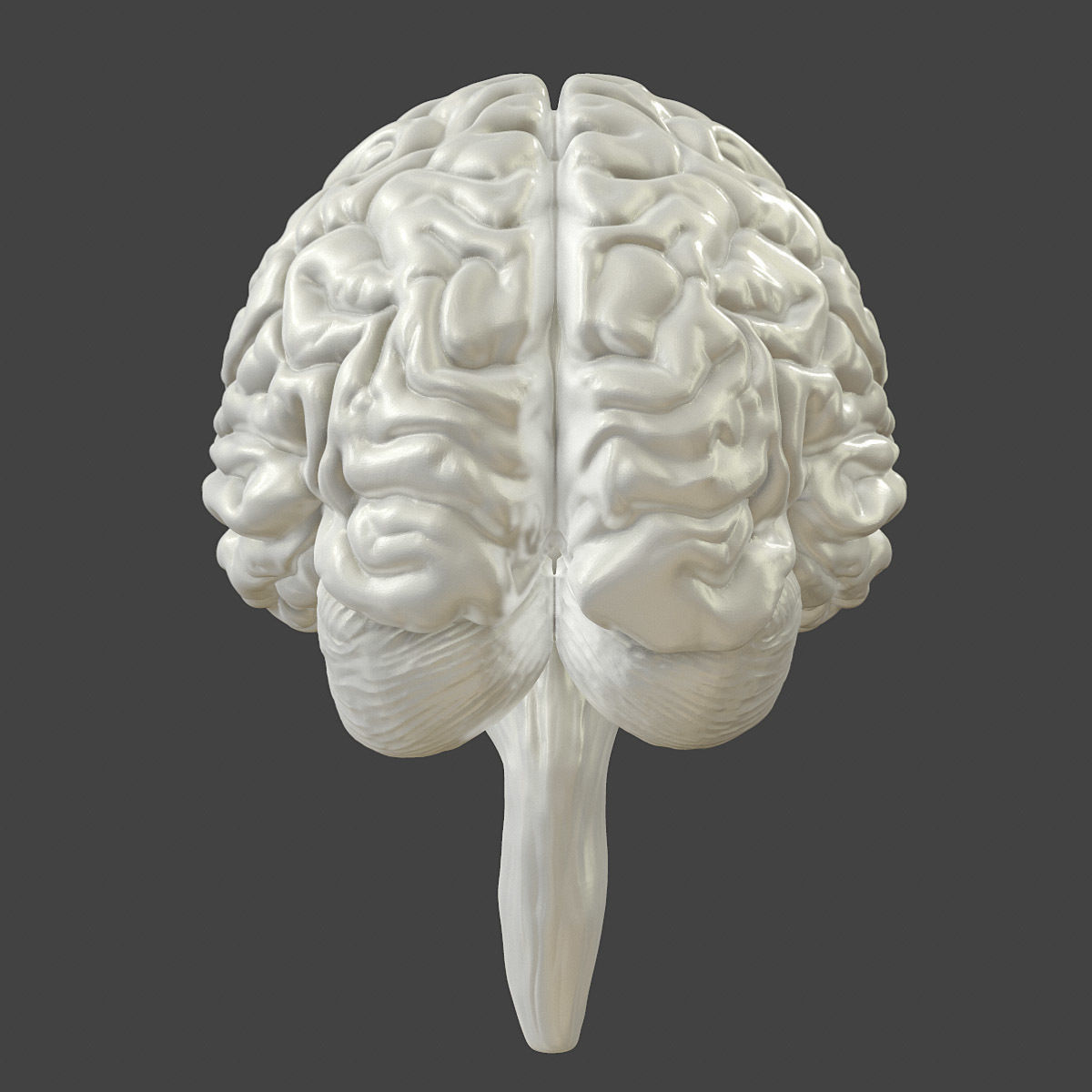 Printable accurate human brain 3D print model_4