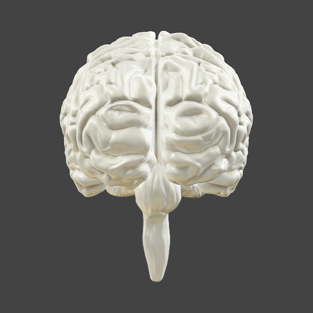 Printable accurate human brain 3D print model_3