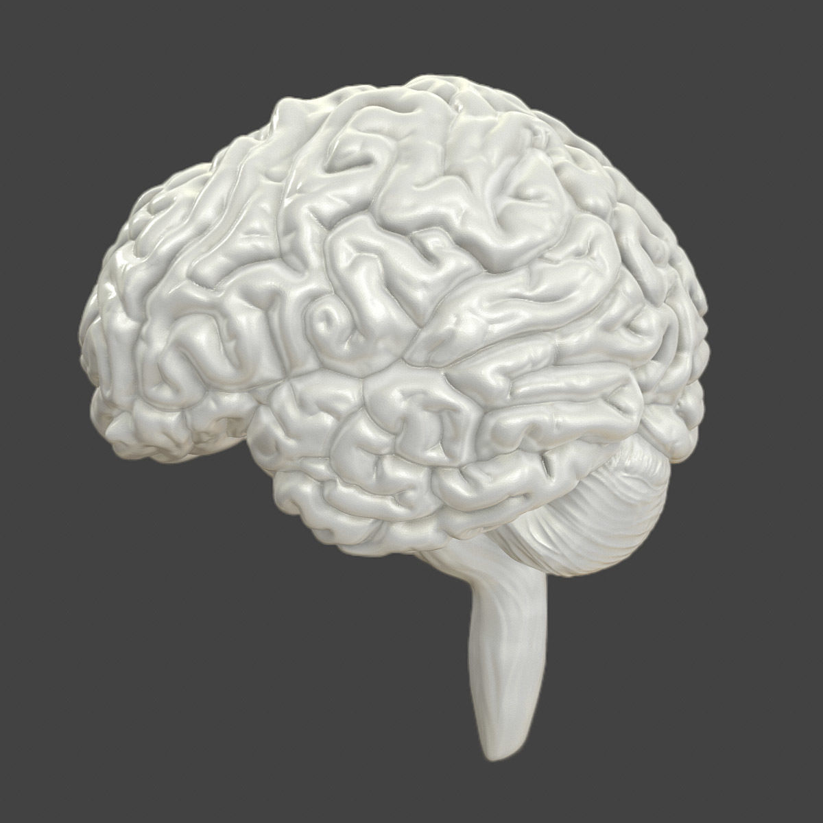 Printable accurate human brain 3D print model_2