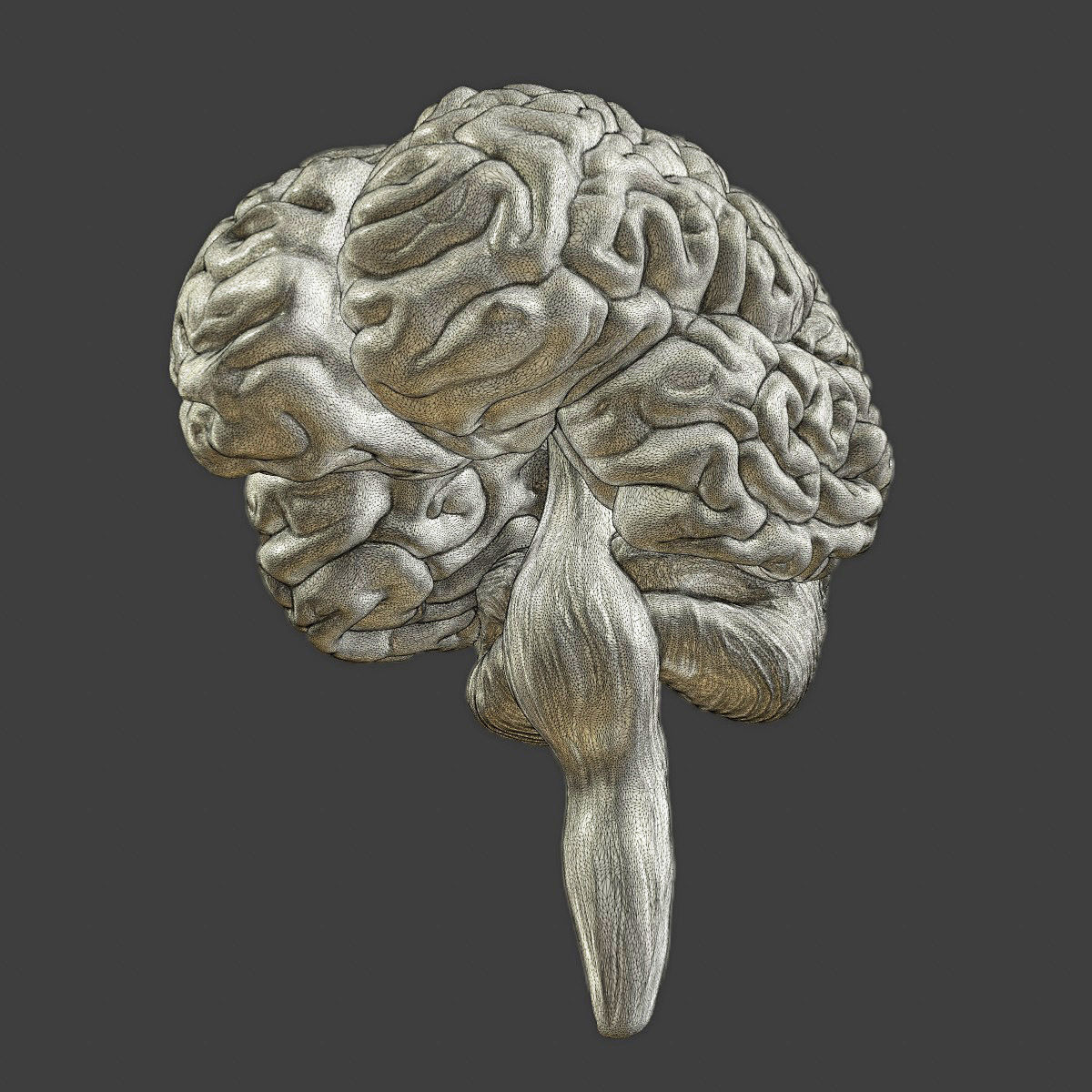 Printable accurate human brain 3D print model_8